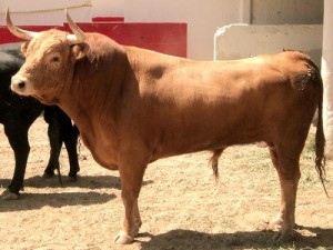 TORO LIDIA PELO